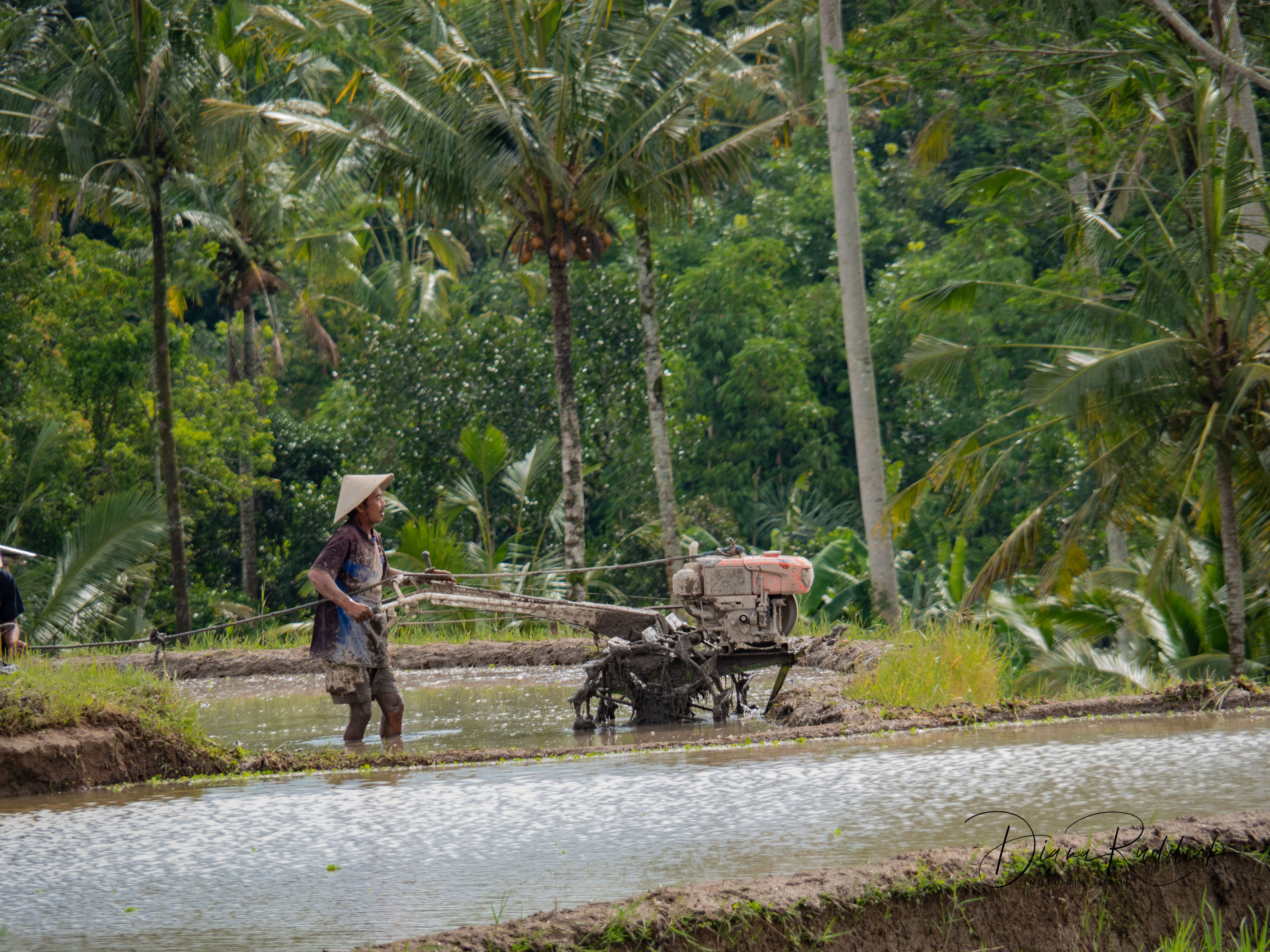It’s All About the Rice | Life As Art